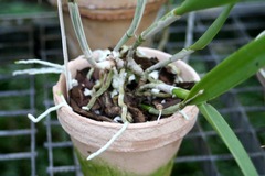 Orchideen giessen & übersprühen